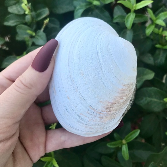 Full, Intact Clam Shell 🐚 - Picture 4 of 6
